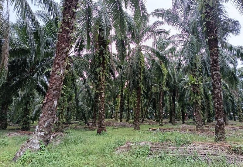 Teluk Panglima Garang - Sijangkang - Fronting Jalan Melor - Agriculture Land - For Sales