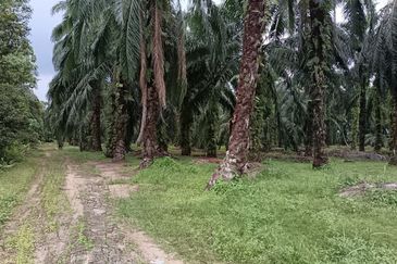 Teluk Panglima Garang - Sijangkang - Fronting Jalan Melor - Agriculture Land - For Sales