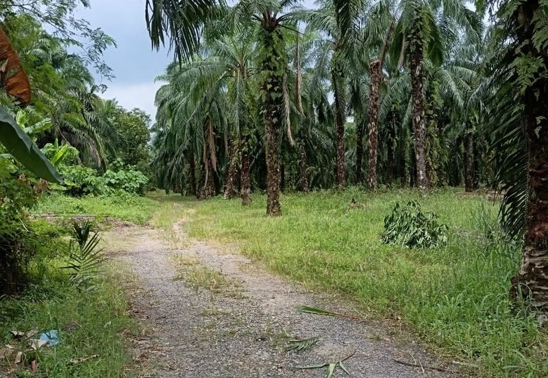 Teluk Panglima Garang - Sijangkang - Fronting Jalan Melor - Agriculture Land - For Sales