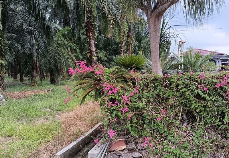 Teluk Panglima Garang - Sijangkang - Fronting Jalan Melor - Agriculture Land - For Sales