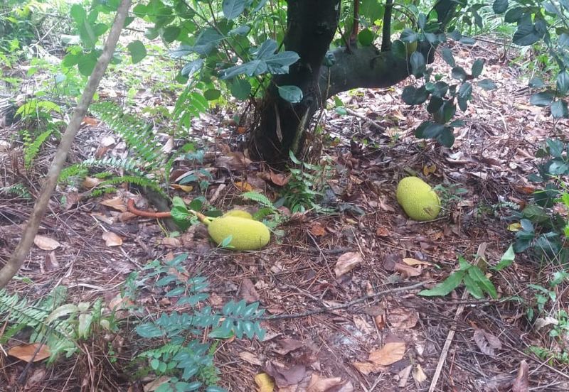 Klang - Johan Setia - Revolusi Hijau Batu 5 - Agriculture Land - For Sales