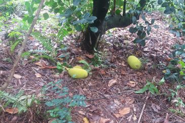 Klang - Johan Setia - Revolusi Hijau Batu 5 - Agriculture Land - For Sales