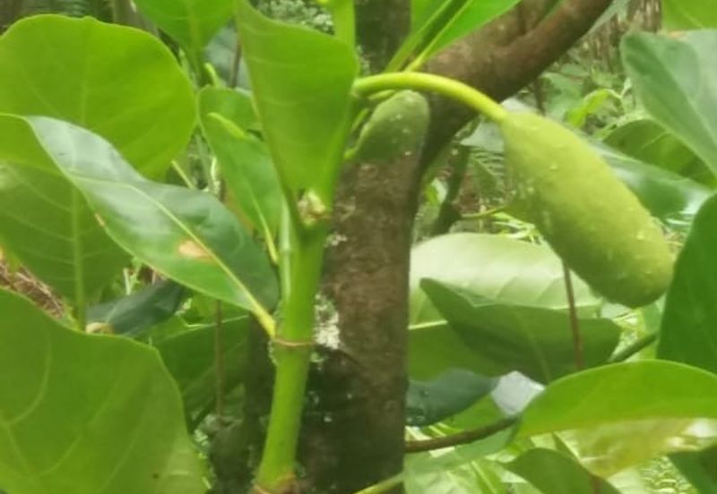 Klang - Johan Setia - Revolusi Hijau Batu 5 - Agriculture Land - For Sales