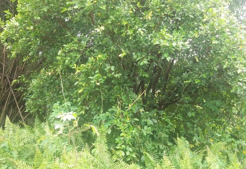 Klang - Johan Setia - Revolusi Hijau Batu 5 - Agriculture Land - For Sales