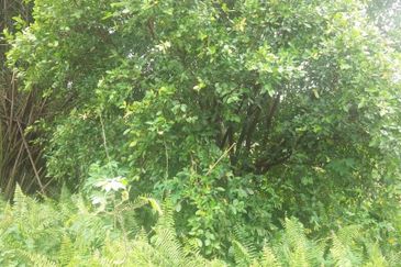 Klang - Johan Setia - Revolusi Hijau Batu 5 - Agriculture Land - For Sales