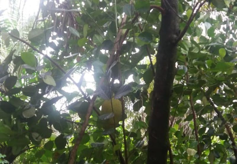 Klang - Johan Setia - Revolusi Hijau Batu 5 - Agriculture Land - For Sales