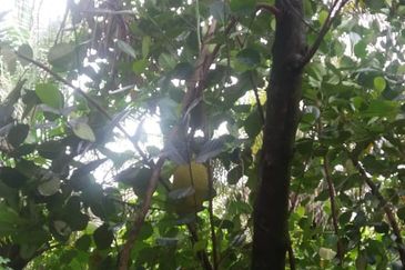 Klang - Johan Setia - Revolusi Hijau Batu 5 - Agriculture Land - For Sales