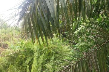 Klang - Johan Setia - Revolusi Hijau Batu 5 - Agriculture Land - For Sales