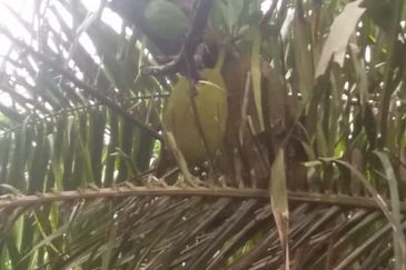 Klang - Johan Setia - Revolusi Hijau Batu 5 - Agriculture Land - For Sales