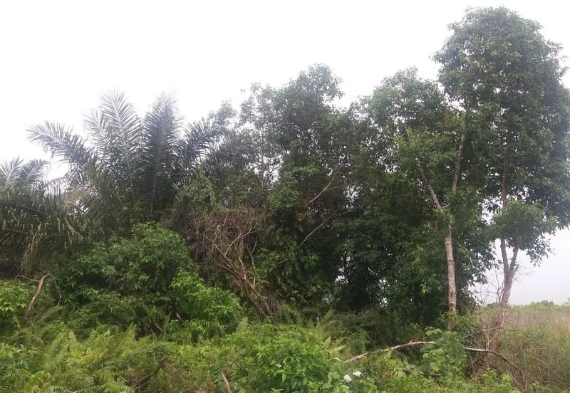 Klang - Johan Setia - Revolusi Hijau Batu 5 - Agriculture Land - For Sales