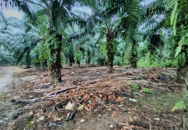 Jenjarom - Sri Cheeding - Agricultural Land - Zoning Industrial -  FOR SALES