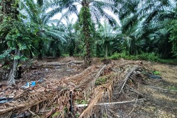 Jenjarom - Sri Cheeding - Agricultural Land - Zoning Industrial -  FOR SALES