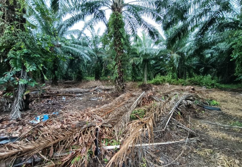 Jenjarom - Sri Cheeding - Agricultural Land - Zoning Industrial -  FOR SALES