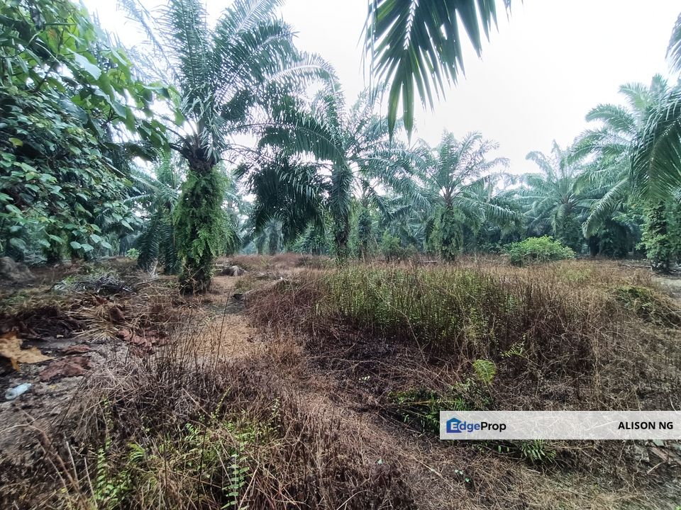 Jenjarom - Sri Cheeding - Agricultural Land - Zoning Industrial -  FOR SALES, Selangor, Jenjarom
