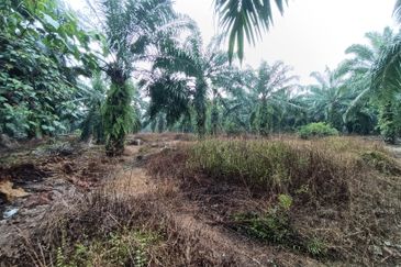 Jenjarom - Sri Cheeding - Agricultural Land - Zoning Industrial -  FOR SALES