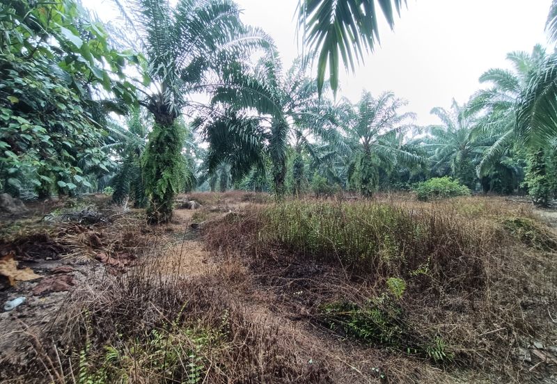 Jenjarom - Sri Cheeding - Agricultural Land - Zoning Industrial -  FOR SALES