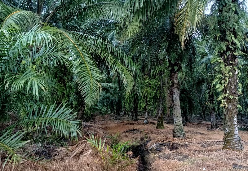 Jenjarom - Sri Cheeding - Agricultural Land - Zoning Industrial -  FOR SALES