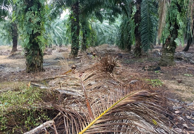 Jenjarom - Sri Cheeding - Agricultural Land - Zoning Industrial -  FOR SALES