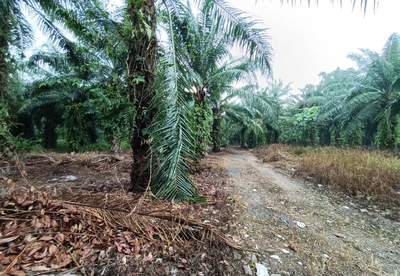 Jenjarom - Sri Cheeding - Agricultural Land - Zoning Industrial -  FOR SALES