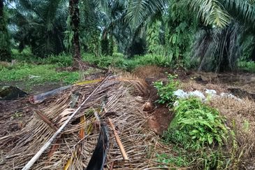 Jenjarom - Sri Cheeding - Agricultural Land - Zoning Industrial -  FOR SALES