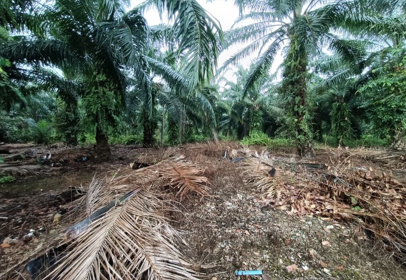 Jenjarom - Sri Cheeding - Agricultural Land - Zoning Industrial -  FOR SALES