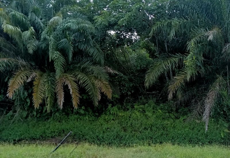 Jenjarom - Sri Cheeding - Agricultural Land - Zoning Industrial -  FOR SALES