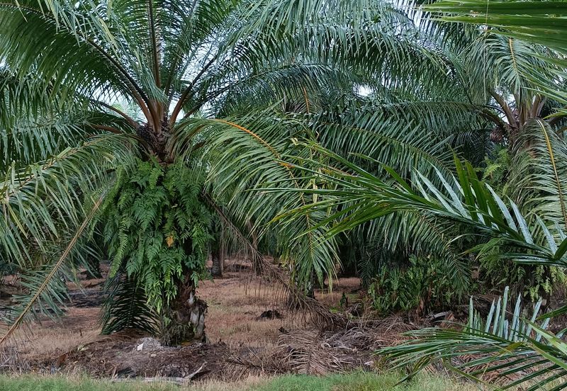 Jenjarom - Sri Cheeding - Agricultural Land - Zoning Industrial -  FOR SALES