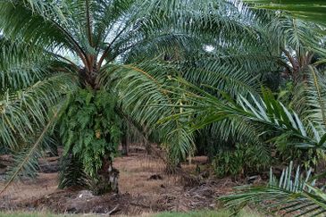 Jenjarom - Sri Cheeding - Agricultural Land - Zoning Industrial -  FOR SALES