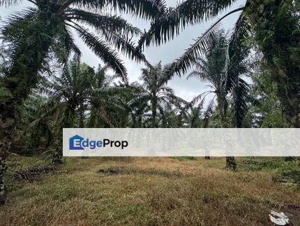 Simpang Renggam 8 acres agricultural Land For Sale , Johor, Kluang