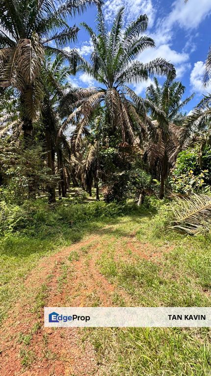 Kluang Layang Layang 8 acres Agriculture Land For sale , Johor, Kluang