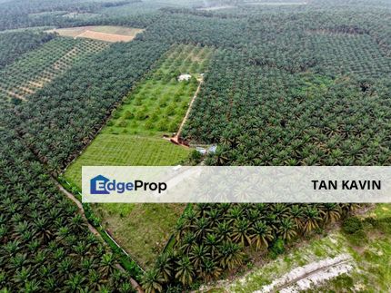 Sedenak 5 acres agricutural land Durian Farm for Sale , Johor, Kulai