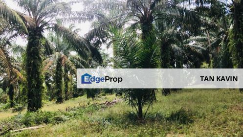 Kulai Layang Layang 8 acres Agricultural Land (oil palm tree) For Sale , Johor, Kulai