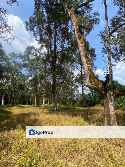 Pontian Parit sikom 5.19 acres Agricultural Land for Sale, Johor, Pontian
