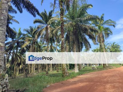 Kulai Senai Agricultural Land 10.9 acres for Sale , Johor, Kulai