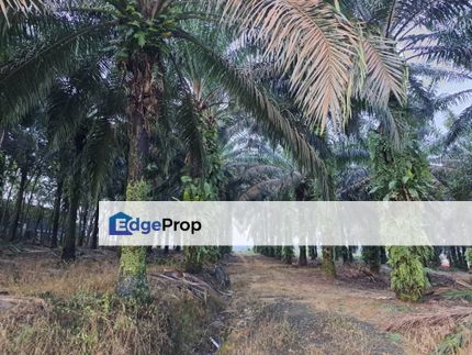 Ulu Tiram Ban foo Agriculture land For Sale , Johor, Ulu Tiram
