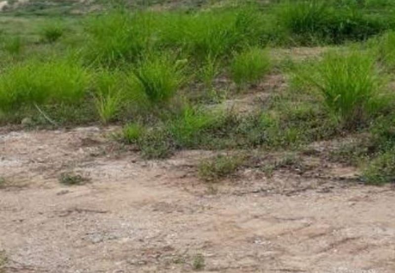 Kuala Balah Jeli Kelantan For Sales