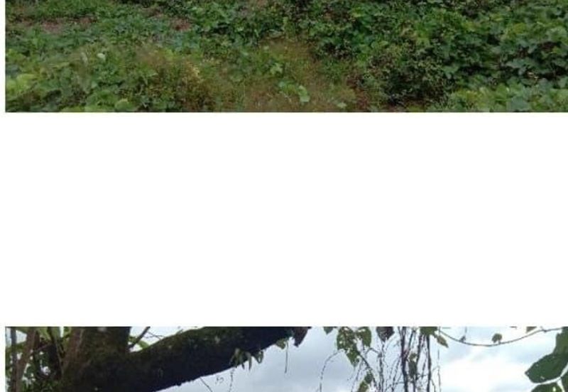 Kuala Balah Jeli Kelantan For Sales