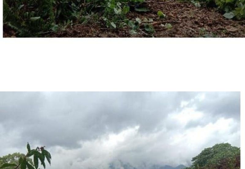 Kuala Balah Jeli Kelantan For Sales