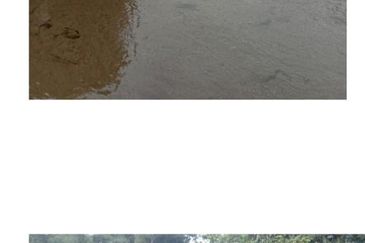 Kuala Balah Jeli Kelantan For Sales