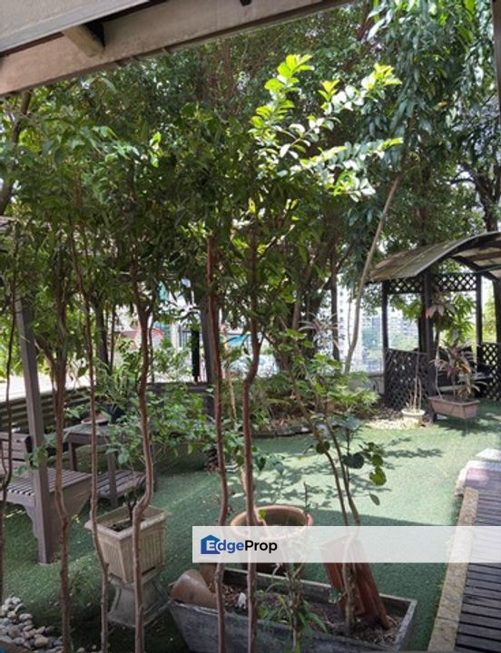 Amarin kiara, Other, 