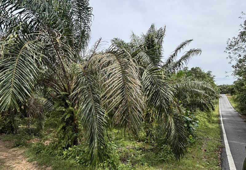 TANAH PERTANIAN BUKIT BATU UNTUK DIJUAL SEGERA! 
