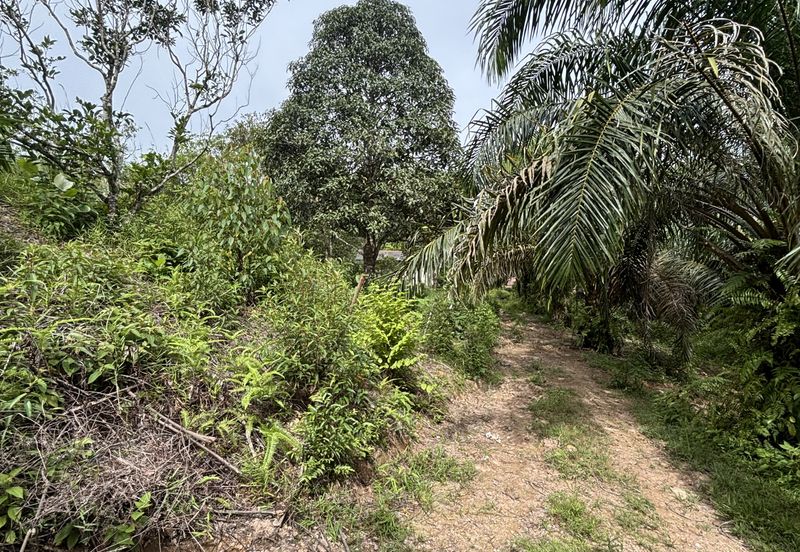 TANAH PERTANIAN BUKIT BATU UNTUK DIJUAL SEGERA! 