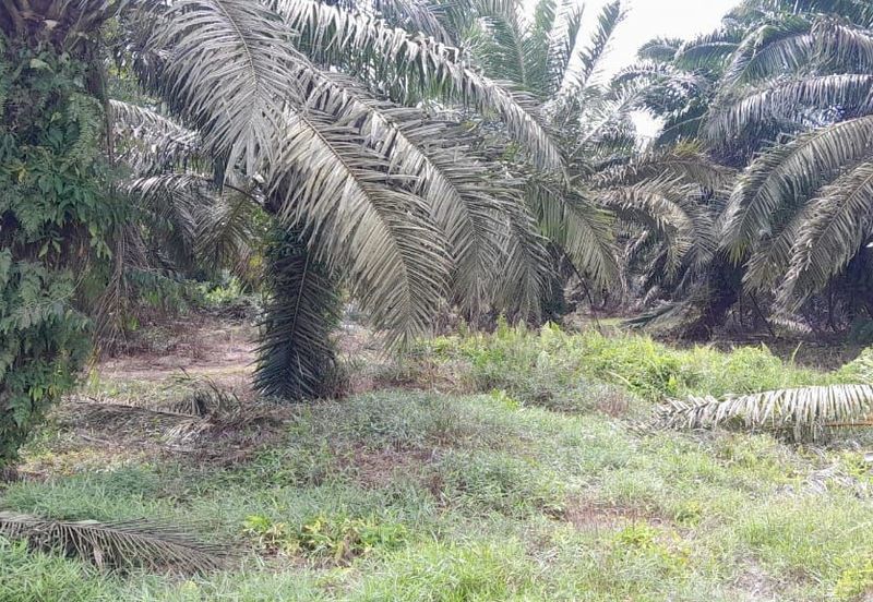 TANAH KELAPA SAWIT BATU PAHAT UNTUK DIJUAL