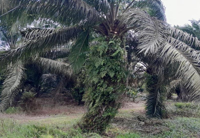 TANAH KELAPA SAWIT BATU PAHAT UNTUK DIJUAL