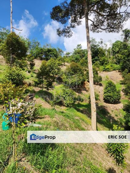 Durian Land @ Kampong Semie, Manchi Bentong, Pahang, Bentong