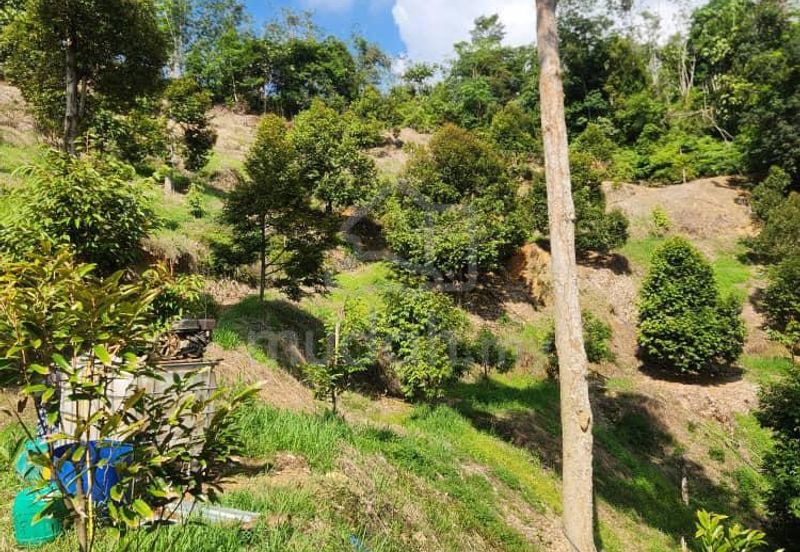 Durian Land @ Kampong Semie, Manchi Bentong