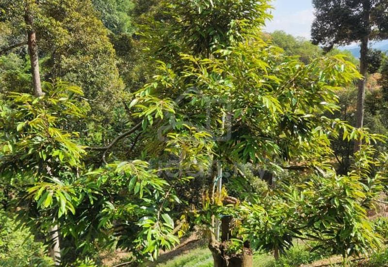 Durian Land @ Kampong Semie, Manchi Bentong