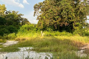 Zoning Commercial Facing Road Agriculture Land Near Simpang Kuala For Sale