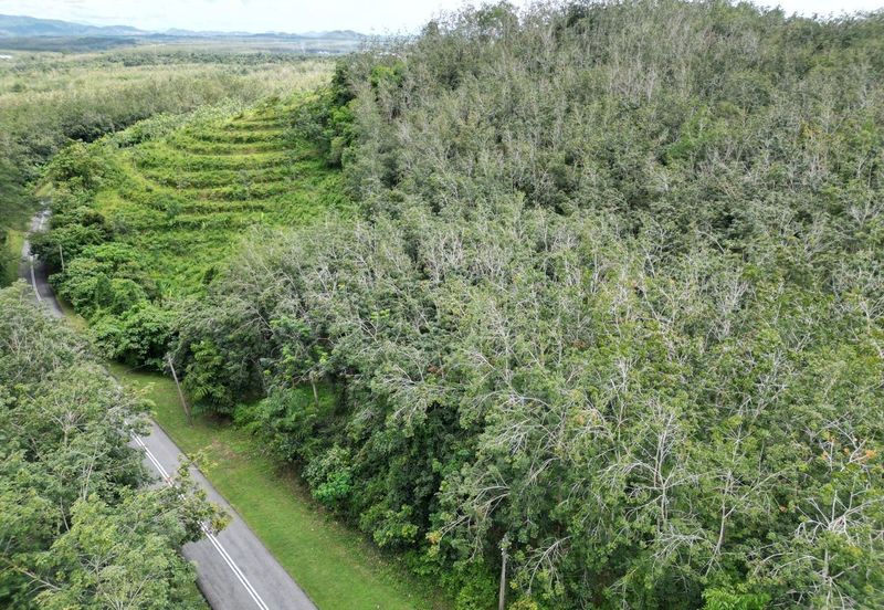 Facing Road 14 Acre Tanah Getah Agricultural Land Jitra Kedah For Sale