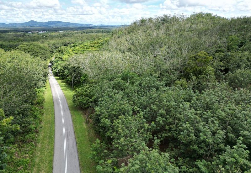 Facing Road 14 Acre Tanah Getah Agricultural Land Jitra Kedah For Sale